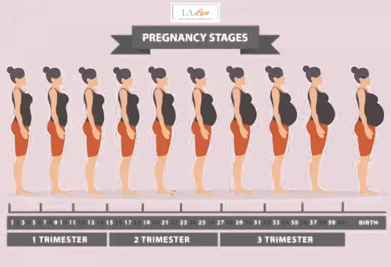 First Trimester (Weeks 1–12): Early Changes You Might Not Notice Longbridge